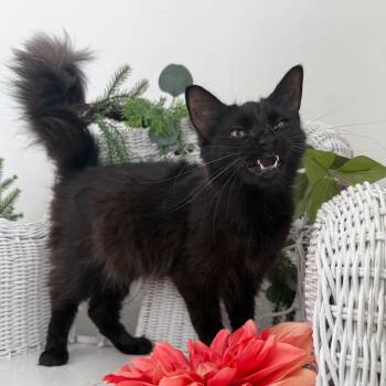 Poppy Honeywell 56269 -  Domestic Long Hair Cat for Adoption in Eaton Rapids, Michigan - Poppy Honeywell 56269 | PetCurious