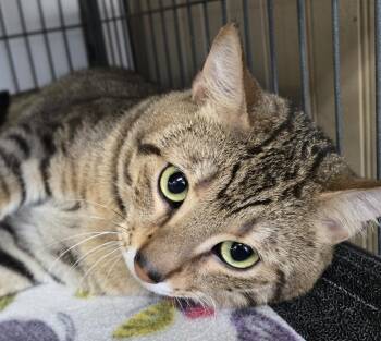 Mr. Pickles -  Domestic Short Hair Cat for Adoption in Long Beach, Washington - Mr. Pickles | PetCurious