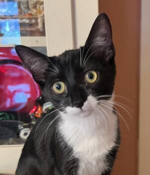 Rescue Domestic Short Hair Cats for Adoption in Redlands, California - Precious | PetCurious