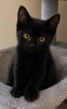 Bluestar -  Domestic Short Hair Cat for Adoption in Mokena, Illinois - Bluestar | PetCurious