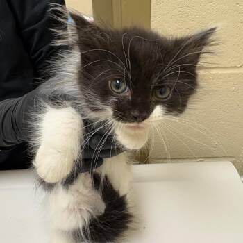 Ryan Evans -  Domestic Short Hair Cat for Adoption in Winston-salem, North Carolina - Ryan Evans | PetCurious