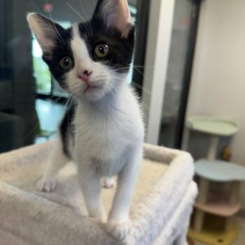 Joan -  Domestic Short Hair Cat for Adoption in Liberty, Missouri - Joan | PetCurious