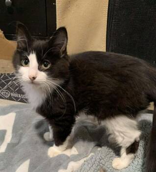 Domestic Long Hair Cats Available for Adoption - Chocolate Sauce | PetCurious