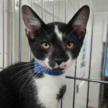 RED XIII -  Domestic Short Hair Cat for Adoption in Easton, Maryland - RED XIII | PetCurious