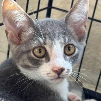 Mayes -  Domestic Short Hair Cat for Adoption in Huntington, West Virginia - Mayes | PetCurious