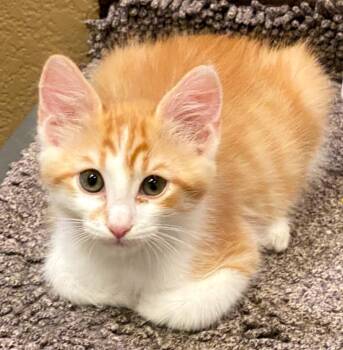River -  Domestic Short Hair Cat for Adoption in Phoenix, Arizona - River | PetCurious