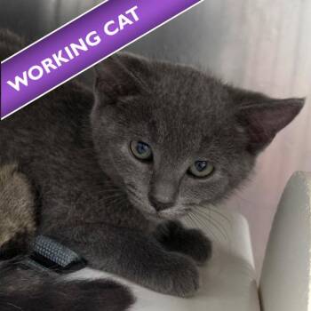 Gravy -  Domestic Medium Hair Cat for Adoption in Des Moines, Iowa - Gravy | PetCurious