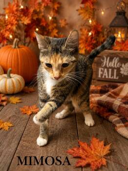 Mimosa -  Domestic Short Hair Cat for Adoption in Barton, Vermont - Mimosa | PetCurious