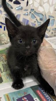 FETTUCINE -  Domestic Short Hair Cat for Adoption in Pensacola, Florida - FETTUCINE | PetCurious