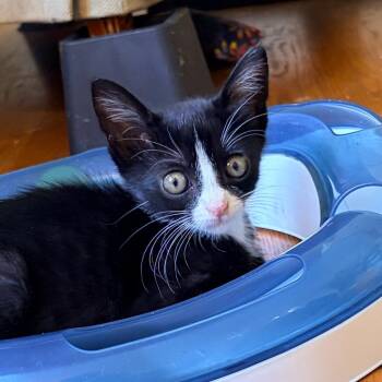 Oscar -  Domestic Short Hair Cat for Adoption in Franklin, Tennessee - Oscar | PetCurious