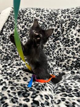 Molly -  Domestic Long Hair Cat for Adoption in Newberg, Oregon - Molly | PetCurious