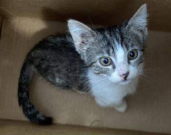 MEATSTICK -  Domestic Short Hair Cat for Adoption in Dallas, Texas - MEATSTICK | PetCurious