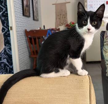 Finnegan -  Domestic Short Hair Cat for Adoption in Avon, New York - Finnegan | PetCurious