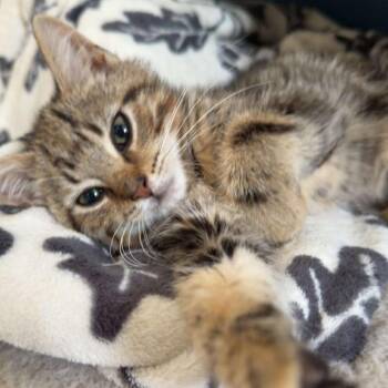 Shrek -  Domestic Short Hair Cat for Adoption in Bel Air, Maryland - Shrek | PetCurious