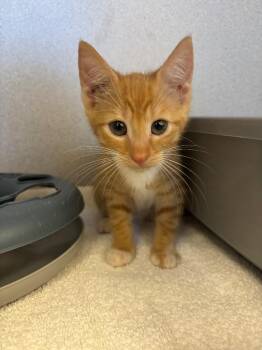 Bashful -  Domestic Short Hair Cat for Adoption in Liverpool, New York - Bashful | PetCurious