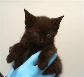 RAVEN -  Domestic Short Hair Cat for Adoption in Charlotte, North Carolina - RAVEN | PetCurious