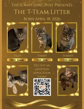 KITTENS - Timmy, Tommy, Tilly -  Domestic Short Hair Cat for Adoption in Cincinnati, Ohio - KITTENS - Timmy, Tommy, Tilly | PetCurious