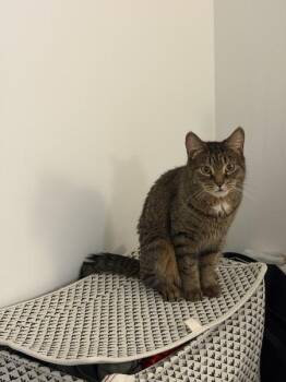 Jack-Jack -  Domestic Short Hair Cat for Adoption - Jack-Jack | PetCurious