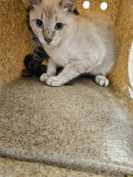 ZAP -  Siamese and Domestic Short Hair Cat for Adoption in Corpus Christi, Texas - ZAP | PetCurious