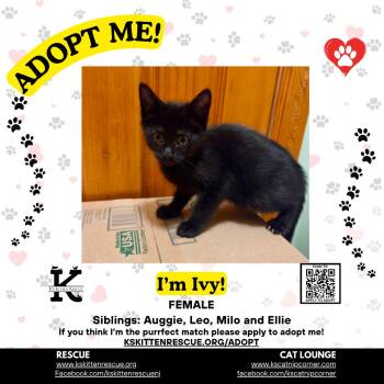 Ivy -  Domestic Short Hair Cat for Adoption in OSBORNVILLE, New Jersey - Ivy | PetCurious
