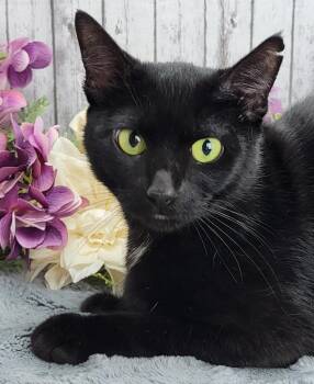 Rescue Domestic Medium Hair Cats for Adoption in Ocean Springs, Mississippi - Piper | PetCurious