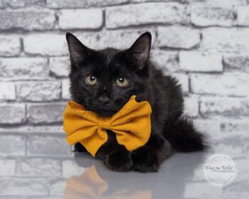 Jill -  Domestic Medium Hair Cat for Adoption in Tuscaloosa, Alabama - Jill | PetCurious