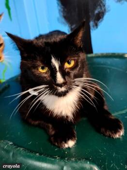 Rescue Domestic Short Hair Cats for Adoption in Shelbyville, Tennessee - Crayola | PetCurious