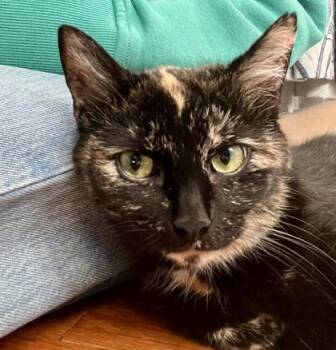 Tortoiseshell and Domestic Short Hair Cats Available for Adoption in Vaughan, Ontario - Turtle (bonded With Tabatha) | PetCurious