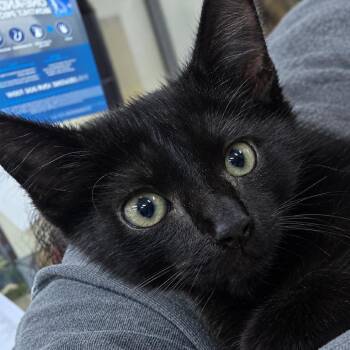Chop -  Domestic Short Hair Cat for Adoption in Sunrise, Florida - Chop | PetCurious