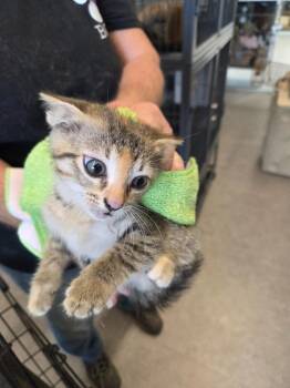 Cora -  Domestic Short Hair Cat Available for Adoption in Bossier City, Louisiana - Cora | PetCurious