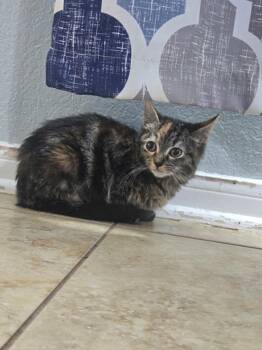 Pooh -  Domestic Short Hair Cat for Adoption in Park Row, Texas - Pooh | PetCurious