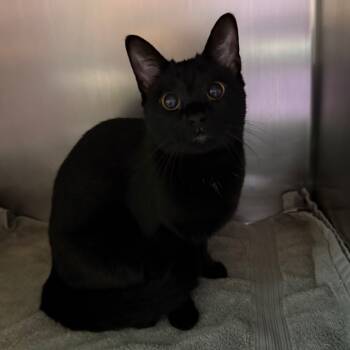 Rescue Domestic Short Hair Cats for Adoption in Council Bluffs, Iowa - Veronica Vaughn | PetCurious