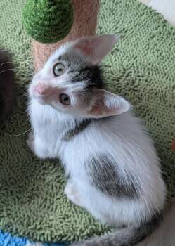 Hops -  Domestic Short Hair Cat for Adoption in San Antonio, Texas - Hops | PetCurious
