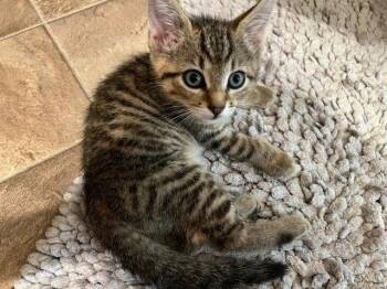 Tyler -  Domestic Short Hair Cat for Adoption in Lovingston, Virginia - Tyler | PetCurious