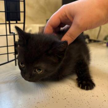 Joy -  Domestic Short Hair Cat for Adoption in Chehalis, Washington - Joy | PetCurious