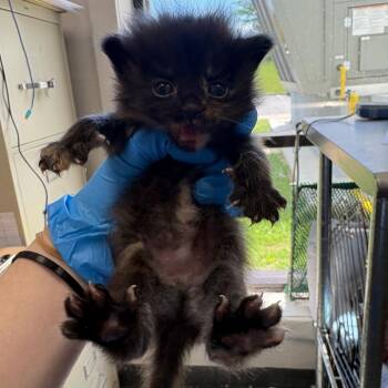 Fruit Gummies -  Domestic Short Hair Cat for Adoption in Columbiana, Alabama - Fruit Gummies | PetCurious
