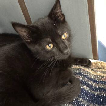 Dilbert -  Domestic Short Hair Cat for Adoption in West Palm Beach, Florida - Dilbert | PetCurious