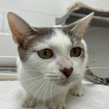Bonnie -  American Shorthair Cat for Adoption in Corpus Christi, Texas - Bonnie | PetCurious