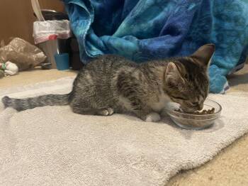 Uno -  Domestic Short Hair Cat for Adoption - Uno | PetCurious