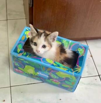 Domestic Short Hair Cats Available for Adoption in Gardena, California - Ginger | PetCurious