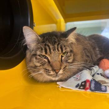 Milo -  Domestic Long Hair Cat for Adoption in Abilene, Texas - Milo | PetCurious