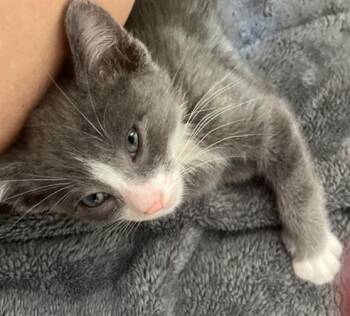 ENZO -  Domestic Short Hair Cat for Adoption in Tustin, California - ENZO | PetCurious