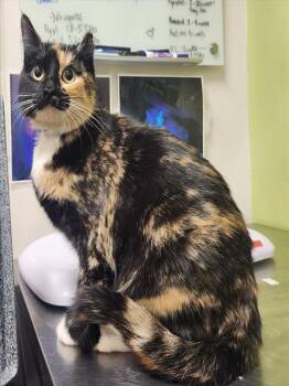ROANOKE -  Domestic Short Hair Cat for Adoption in Pueblo, Colorado - ROANOKE | PetCurious