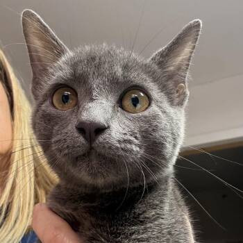 Mida -  Domestic Short Hair Cat for Adoption in Leander, Texas - Mida | PetCurious