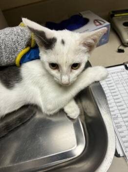 Liberty Mutual -  Domestic Short Hair Cat for Adoption in Wichita, Kansas - Liberty Mutual | PetCurious