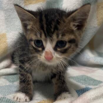 Kanoodle -  Domestic Short Hair Cat for Adoption in Riverwoods, Illinois - Kanoodle | PetCurious