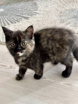 Janice Purra -  Domestic Short Hair and Persian Cat for Adoption in Dallas, Texas - Janice Purra | PetCurious