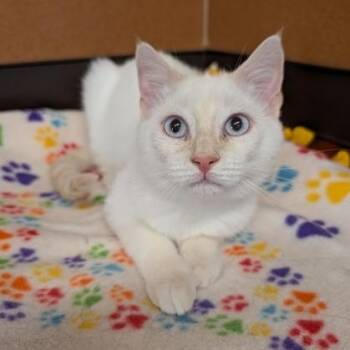 Smuckers -  Siamese Cat for Adoption in Rochester, Minnesota - Smuckers | PetCurious