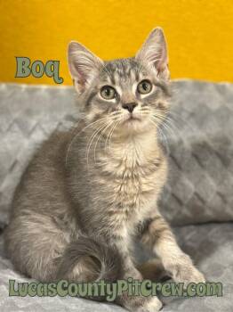 Rescue Domestic Short Hair and Tabby Cats for Adoption in Toledo, Ohio - Boq | PetCurious