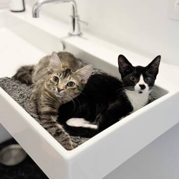 Rescue Domestic Medium Hair Cats for Adoption - Maine + Connecticut | PetCurious